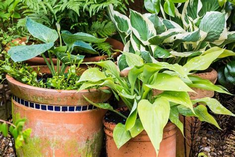 How to Overwinter Hosta Plants | Gardener’s Path