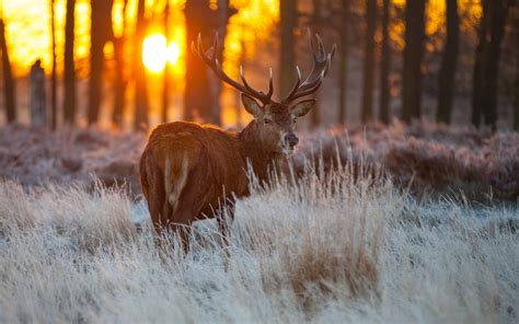 Hd Deer Wallpaper Wallpapersafari