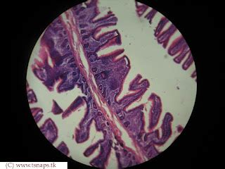 Histology Slides Database: human jejunum histology slides