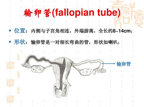 女性生殖系统解剖与生理复习用word文档在线阅读与下载无忧文档