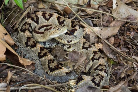 Crotalus Tzabcan Yucatan Neotropical Rattlesnake Vibora Flickr