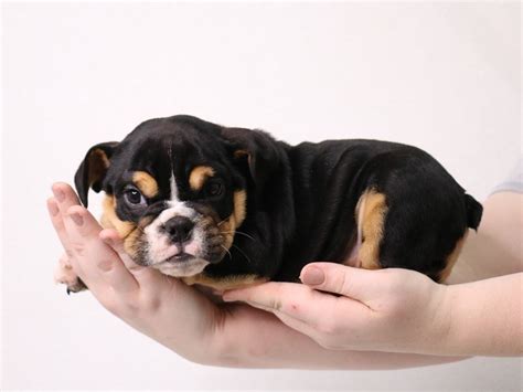 Black And Tan English Bulldog