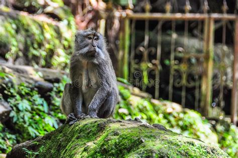 Macaque No Templo Hindu Na Floresta Do Macaco Ubud Bali Imagem De