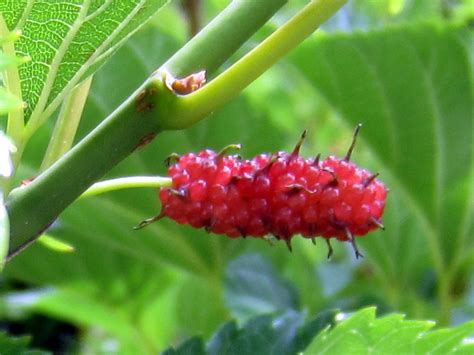 Morus alba | Morus alba | Flower Database