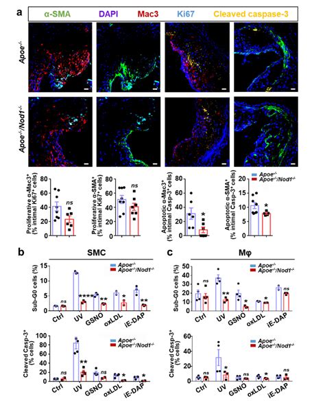 Lack Of Nod Reduces Apoptotic Activity Of Smc And Macrophages A