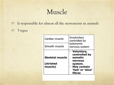 Muscles Skeletal Muscles Are Stimulated To Contract By Nerves And Act