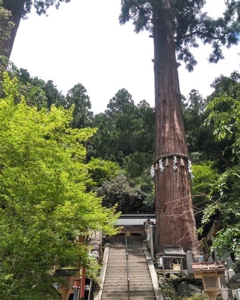 京都ぶらり歴史探訪 On Twitter 鞍馬寺の本殿金堂を向かう参道にある「由岐神社」 ここには大杉さんと呼ばれ、京都市天然記念物に指定