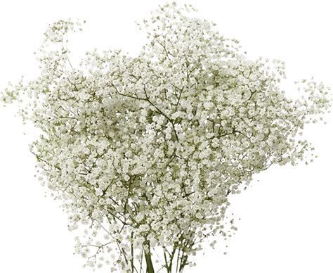 Gypsophila