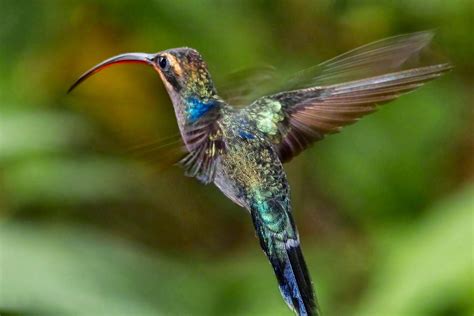 Vögel: Der Kolibri