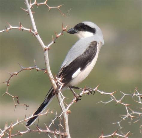 Cyprus Weekly Blog Army Ornithological Society