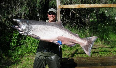 Alaska King Salmon Fishing Loraglessner