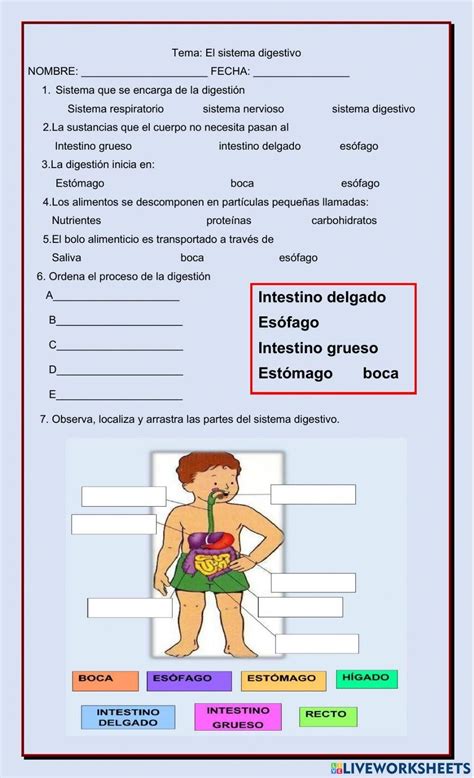 Sistema Digestivo Interactive Worksheet For Sistema Digestivo Para