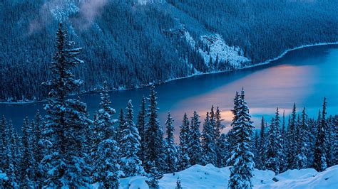 Pohon Hutan Kanada Alberta Rockies Kanada Air Gunung Danau