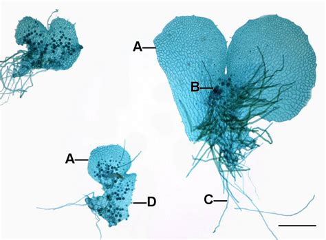 Chapter 13 Sex And Reproduction In Non Seed Plants Inanimate Life