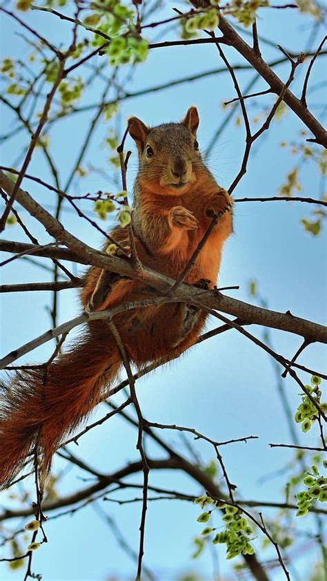 Cute Squirrel Wallpaper