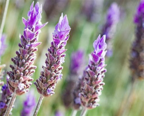 Lavanda Excelente Planta Medicinal Con Propiedades Calmantes