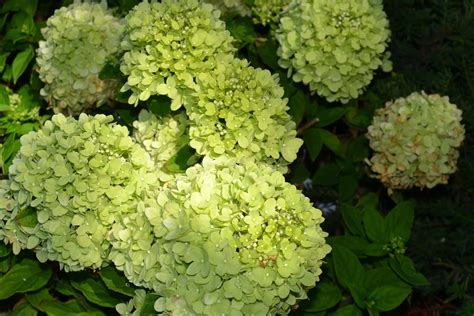 Little Lime Hydrangea Grimms Gardens