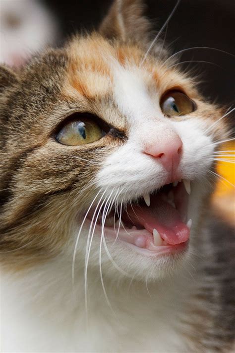 Todo sobre el GATO TRICOLOR tipos por qué son hembras