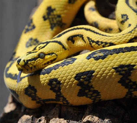 Jungle Carpet Python Cute Snake Snake Images Reptile Snakes