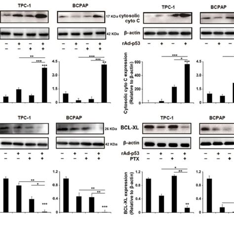 Rad P Ptx Induced Dna Damage Induced Apoptosis In Ptc Cells