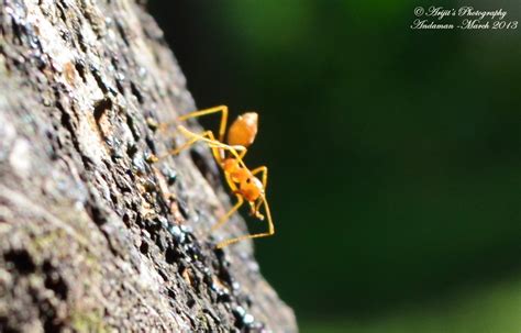 Ants2 Arijit Naskar Flickr