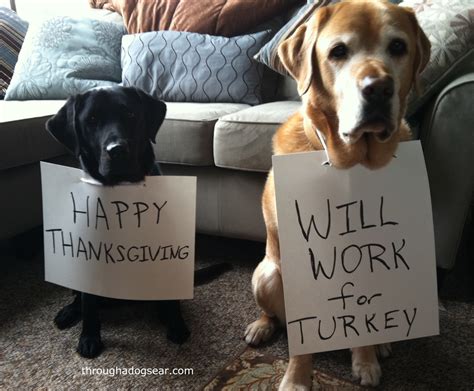 Thanksgiving Food Safety For Dogs | So Much PETential