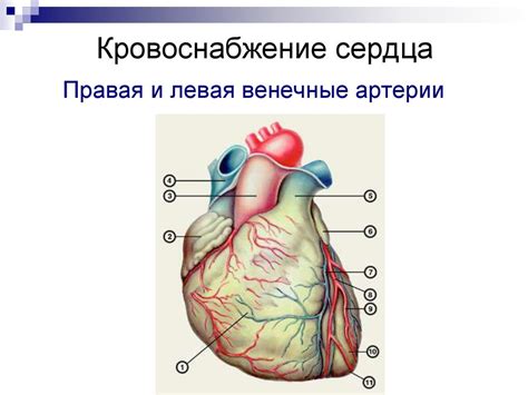 Функциональная анатомия и развитие сердца - презентация онлайн