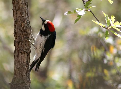 acorn-woodpecker | Coloring Kids