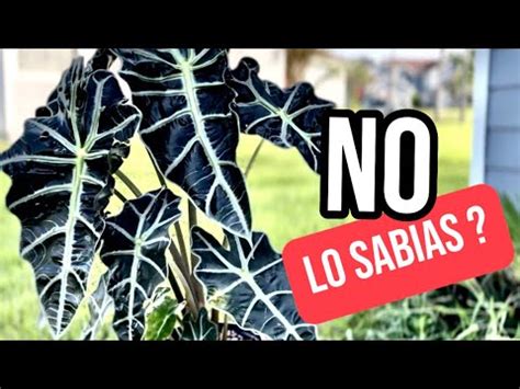 ALOCASIA AMAZÓNICA todo lo que debes saber sobre ellas YouTube