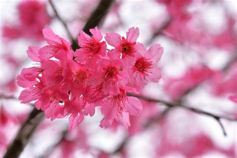 Taiwan Mountain Cherry Blossom Prunus Campanulata Maxim Stock Image