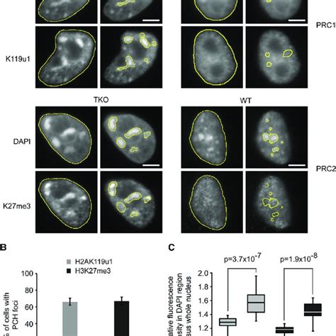 Kdm2b And Ring1b Recruit Prc2 Activity To Pch Domains A Schematic Of Download Scientific