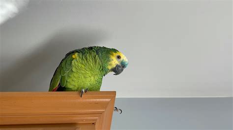 Loro llorando acusa a su papá loro llorando por que no se quiere