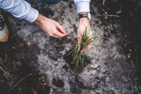 Posadzimy Pl Gdzie Sadzimy Drzewa Blog Posadzimy Pl