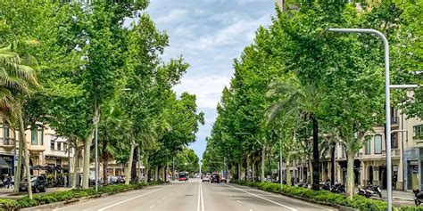 Dans Votre Ville Les Arbres Sont Ils Adapt S Au Changement Climatique