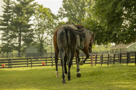 Horse Equine Equestrian Free Photo On Pixabay Pixabay