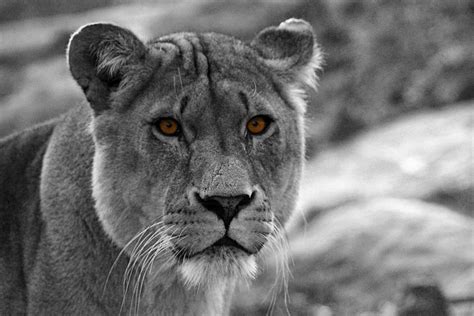 Lions Eyes Photograph By Martin Newman Fine Art America