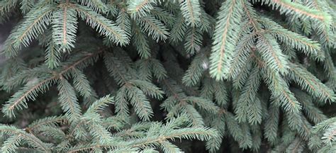 Premium Photo Branches Of Blue Or Prickly Spruce Picea Pungens Close