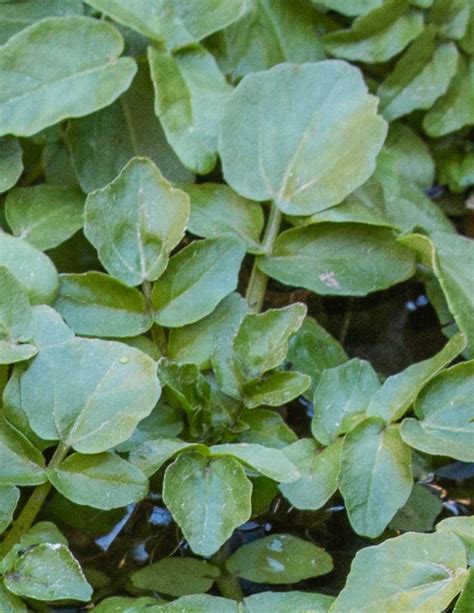 Harvesting And Cooking Wild Watercress