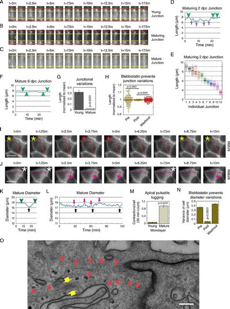 Mdck Cells Exert Forces On Junction Through Myosin Ii Dependent