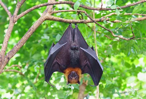 Interesting Facts & Information about Bats for Kids