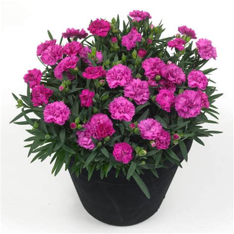 Dianthus Sunflor Faganza Carnation Plants Home