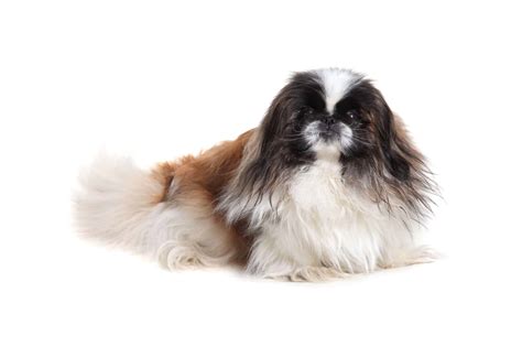 Pekingese A Toy Breed With A Long Silky Coat And A Lion Like Mane