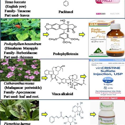 Some common anticarcinogenic plants and their products of Western Himalaya | Download Scientific ...