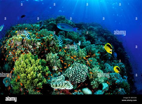 Coral Reef With Coral Fishes Marsa Alam Red Sea Egypt Stock Photo