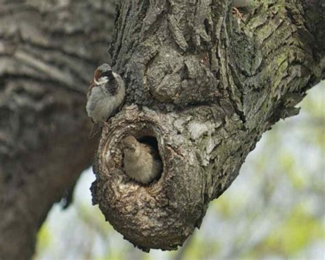 Sparrow Nests Where To Find Them What They Look Like And More