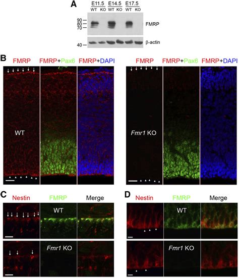 Fmrp Is Expressed In Rgcs At Relatively High Levels During Neocortical