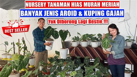 Nursery Tanaman Hias Murah Meriah Banyak Jenis Aroid Kuping Gajah