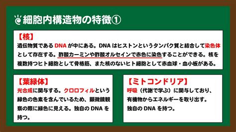 「生物基礎教科書解説」原核細胞と真核生物の細胞の構造｜高校生物の学び舎