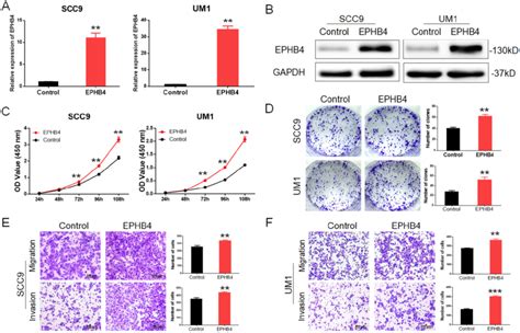 Upregulation Of EPHB4 Enhances The Proliferation Migration And