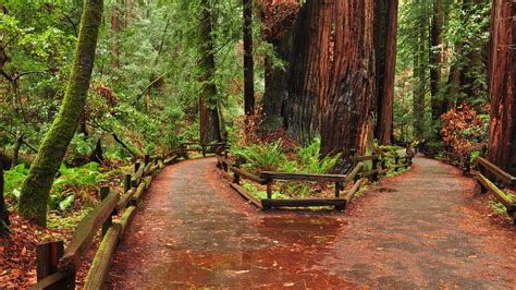 Muir Woods National Monument Us Vacation Rentals Cabin Rentals And More